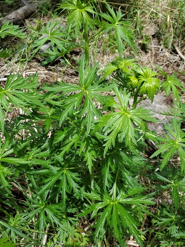 Image of Delphinium sapellonis by no rights reserved