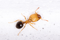 Pheidole crassicornis