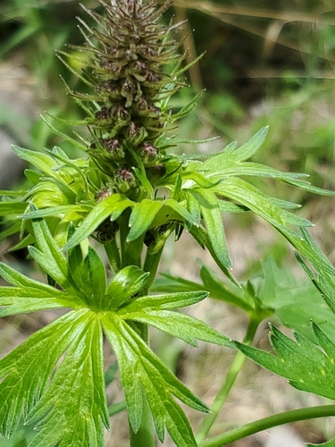 Image of Delphinium sapellonis by no rights reserved