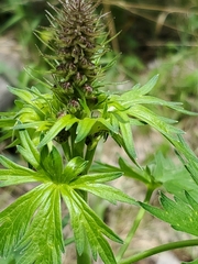 Delphinium sapellonis