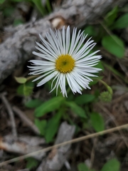 Erigeron eximius