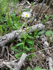 Erigeron eximius