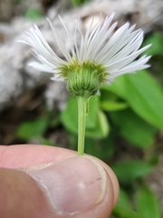 Erigeron eximius