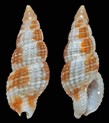Kermia