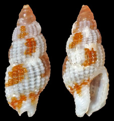 Kermia