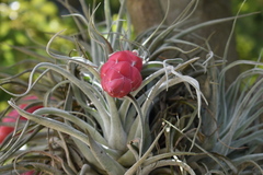 Tillandsia macdougallii