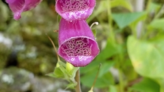 Digitalis purpurea purpurea