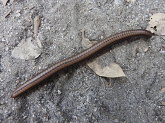 Californiulus yosemitensis