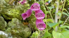 Digitalis purpurea purpurea