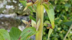 Digitalis purpurea purpurea