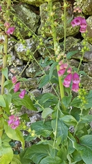 Digitalis purpurea purpurea