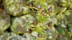 Digitalis purpurea purpurea