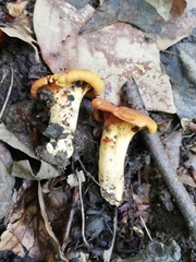 Cantharellus ferruginascens