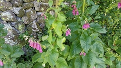 Digitalis purpurea purpurea