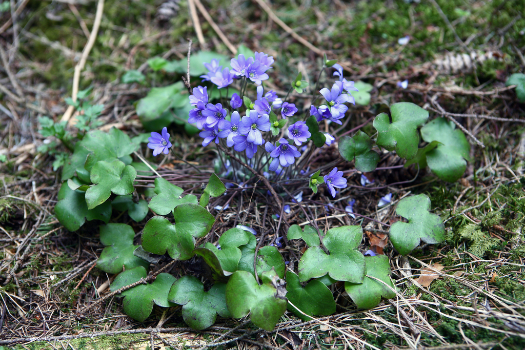 Liverleaf from Куркиеки, Респ. Карелия, Россия, 186710 on May 09, 2013 ...