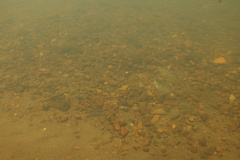 Richardsonius balteatus