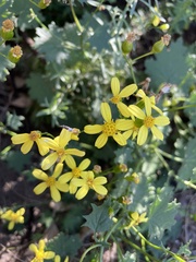 Senecio tamoides