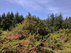 Juniperus communis communis