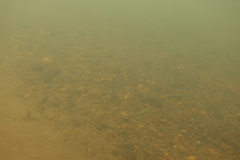 Richardsonius balteatus