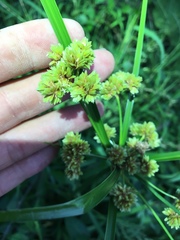 Cyperus entrerianus