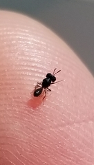 Cratomus megacephalus