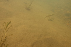 Mylocheilus caurinus