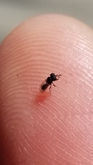 Cratomus megacephalus