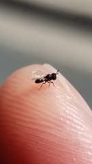 Cratomus megacephalus