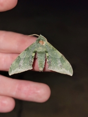 Chloroclanis virescens