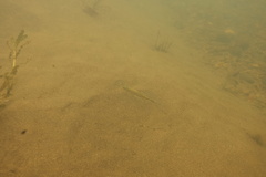 Ptychocheilus oregonensis