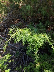 Juniperus communis communis