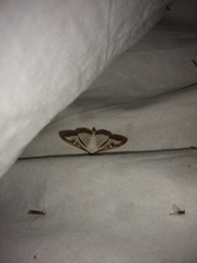 Cydalima perspectalis