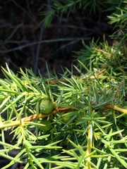 Juniperus communis communis