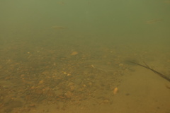 Mylocheilus caurinus