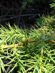 Juniperus communis communis