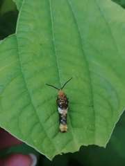 Papilio