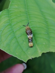 Papilio