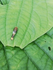 Papilio