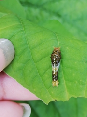 Papilio
