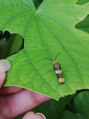 Papilio