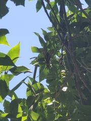 Papilio multicaudata