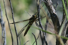 Libellula pulchella