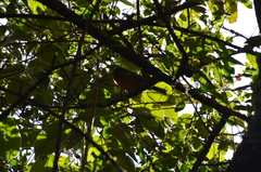 Microspingus erythrophrys