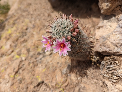 Graham's fishhook cactus (Cochemiea grahamii)