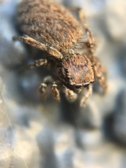 Attinella dorsata