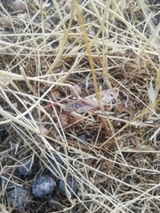 Dociostaurus maroccanus