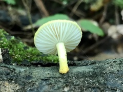 Cyptotrama chrysopepla