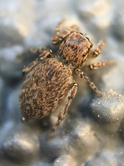 Attinella dorsata