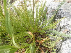 Pedicularis contorta