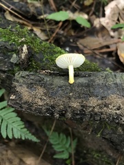 Cyptotrama chrysopepla